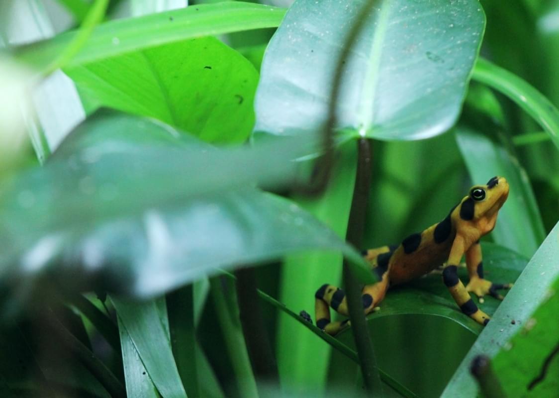 dart frog amphibian poison