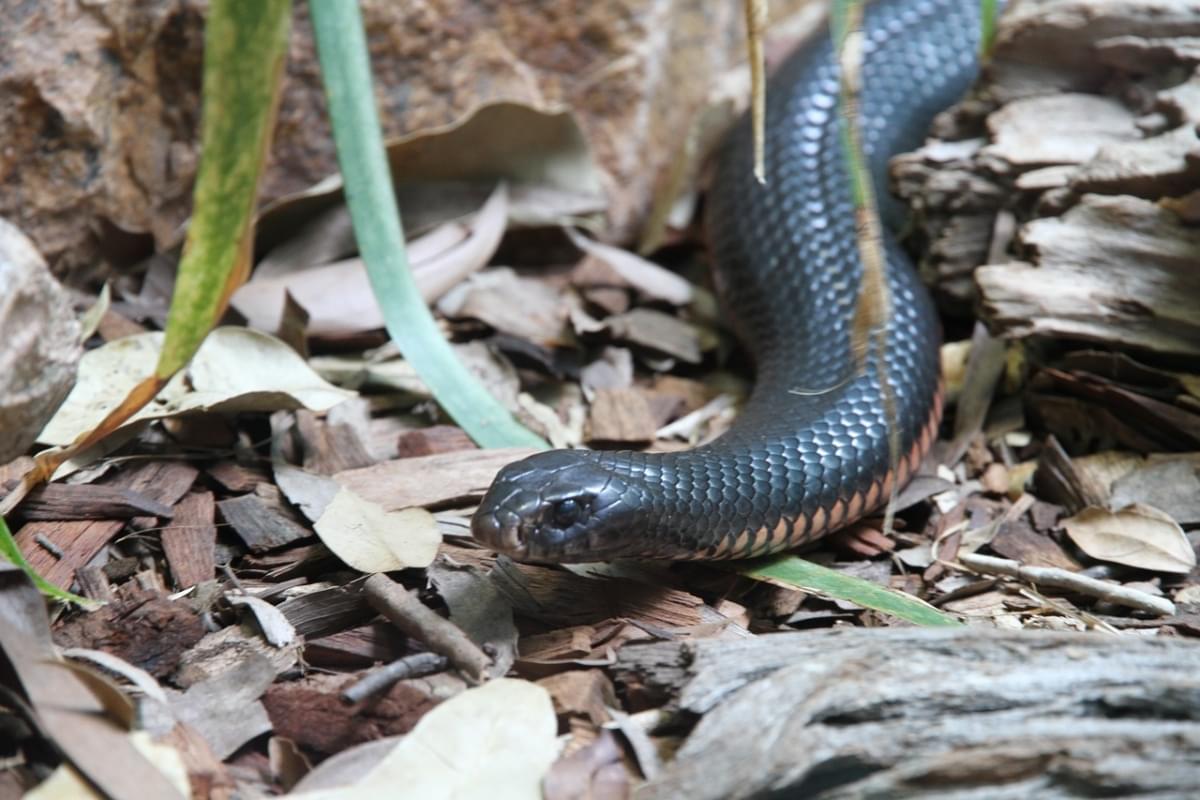 inland taipan snake animal