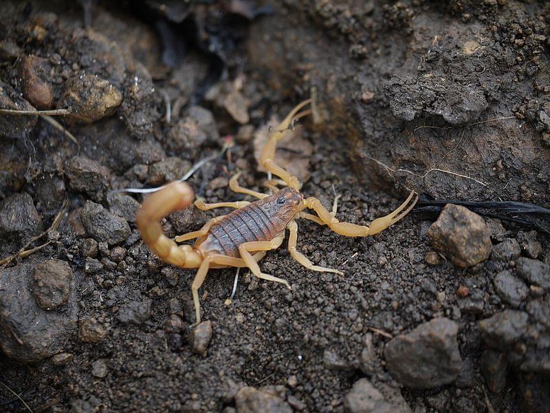 Scorpio indian red