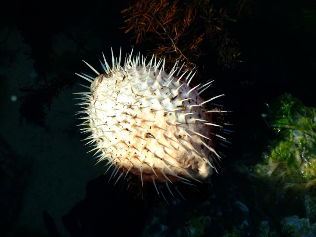 tetraodontid fish puffer fish