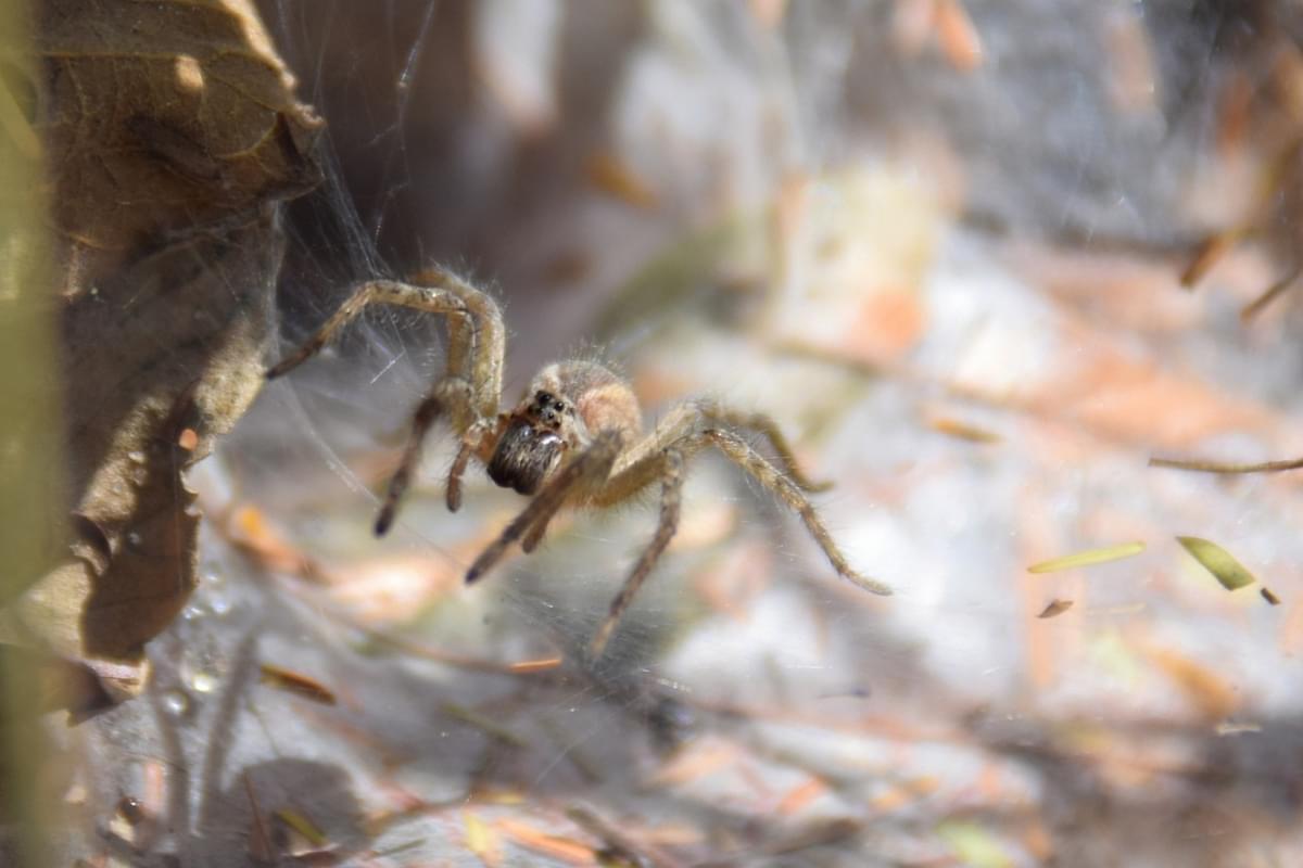 macro arachnid Spider