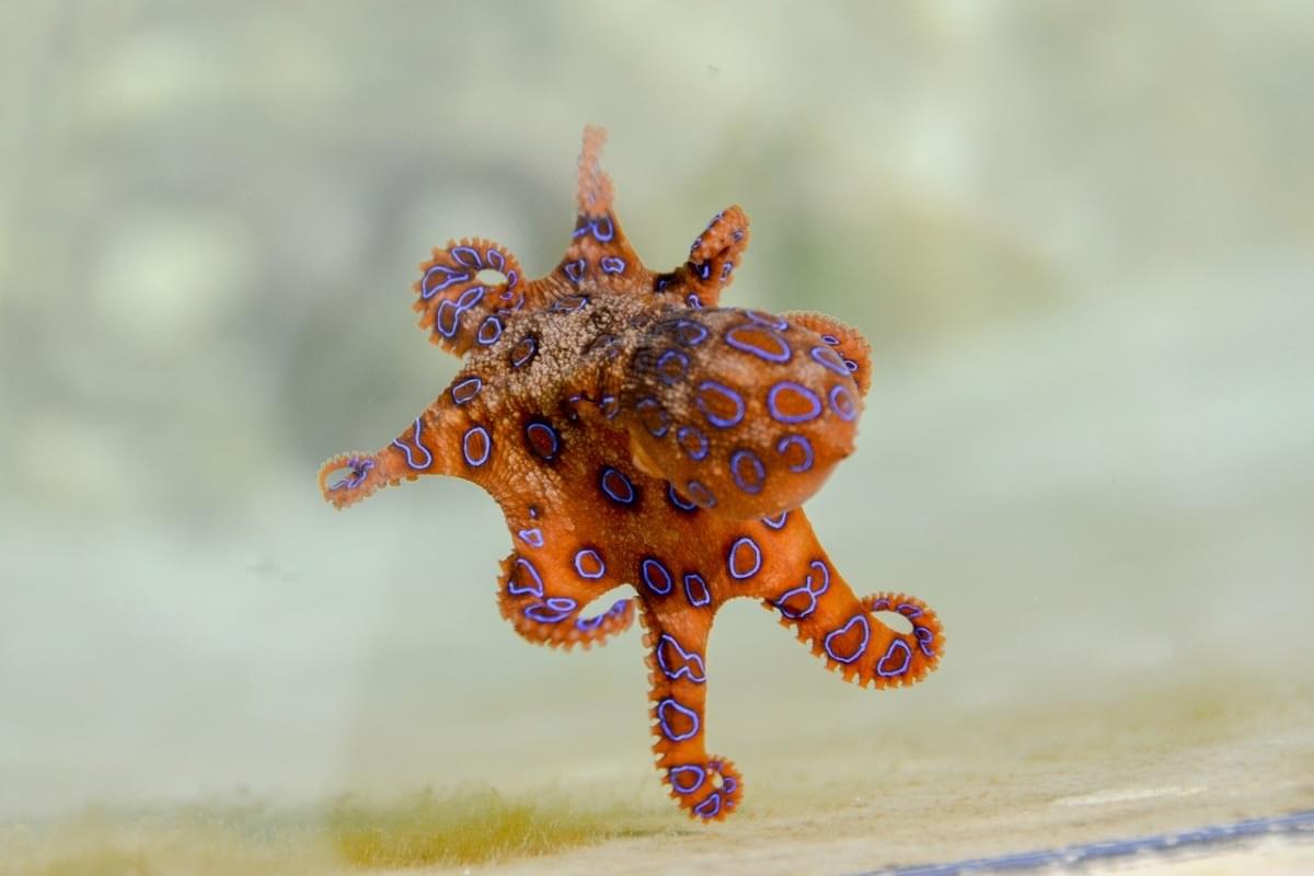 blue ringed octopus sea octopus