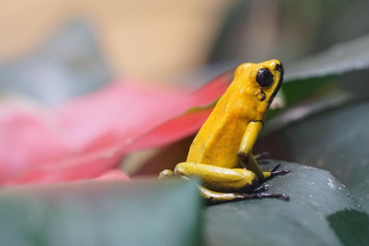 Golden Frog