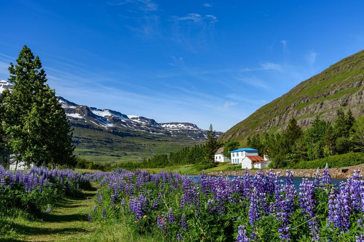 iceland green landscape