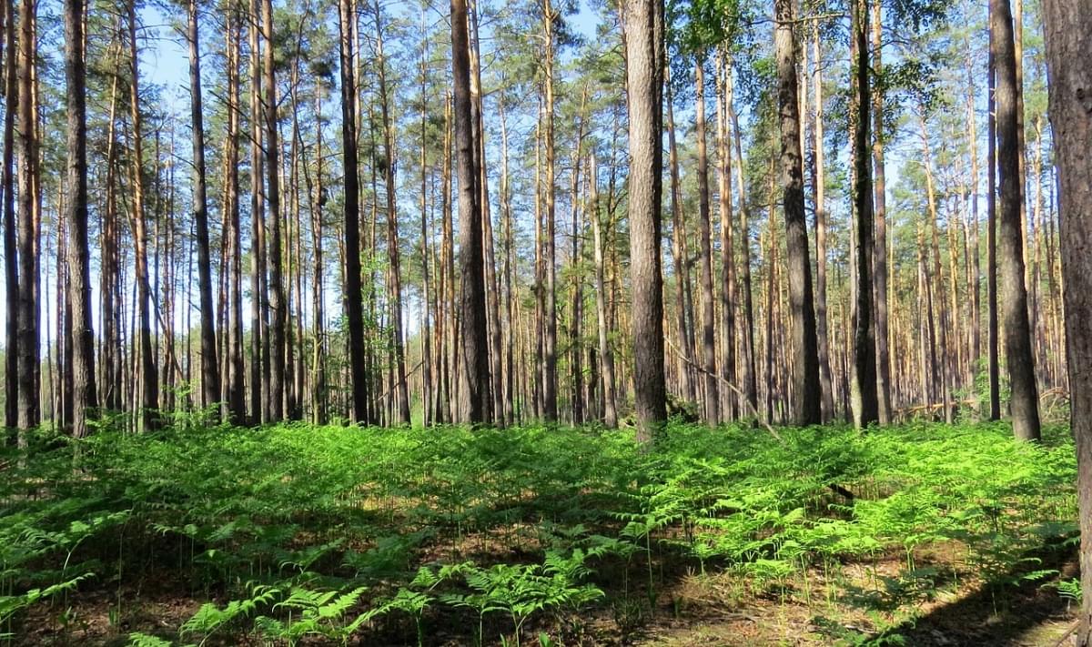 ukraine forest green area