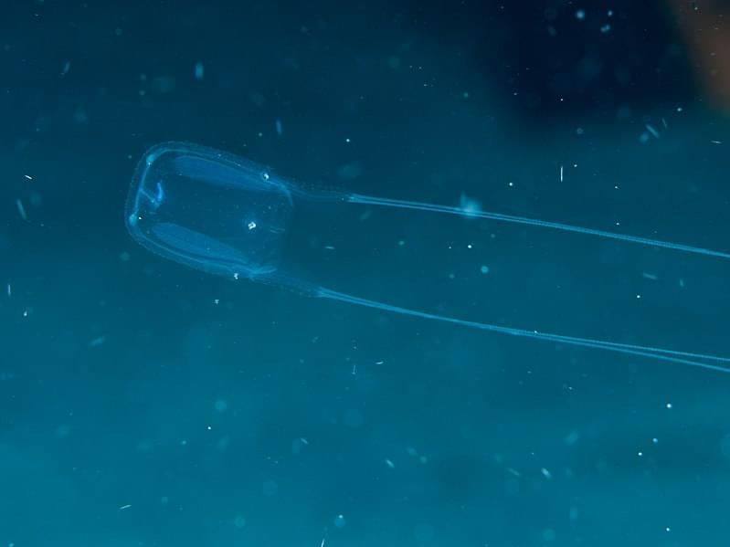 Box Jellyfish Carybdea Sp 29889242658