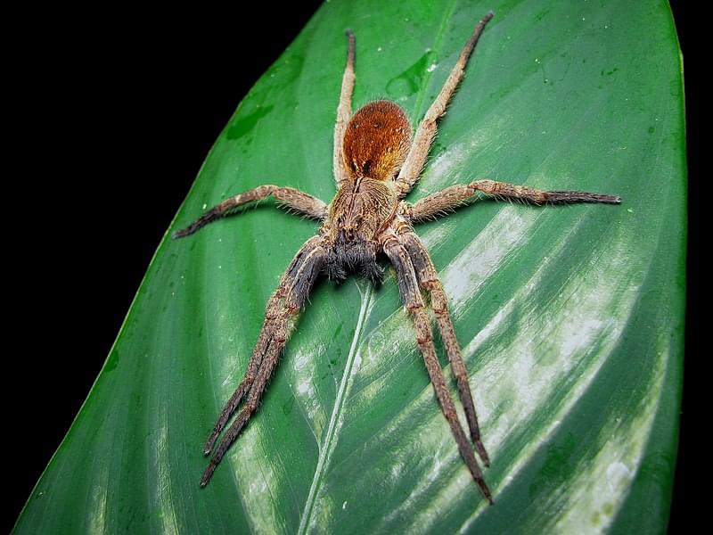 banana spider