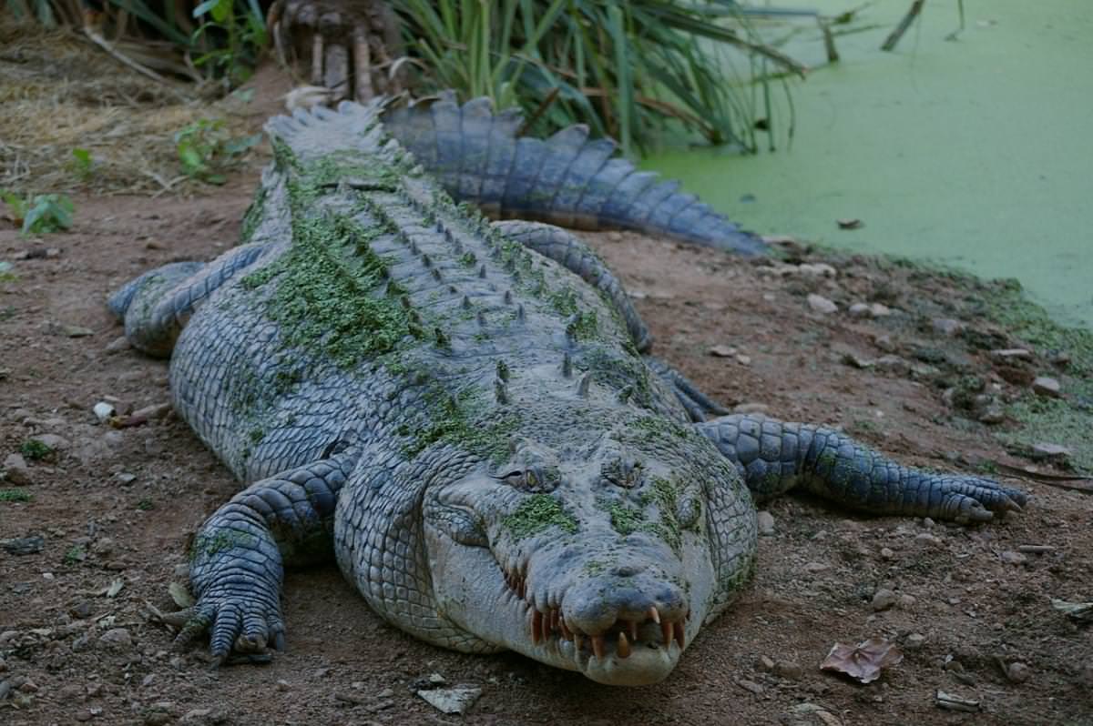 wild crocodile