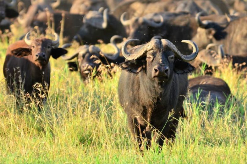 Buffalo Africa Cape Safari Nature