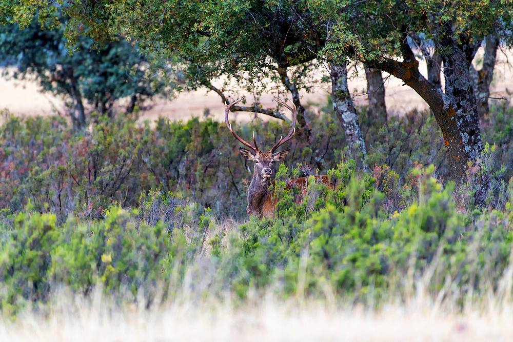 Deer in Cabañeros National Park.