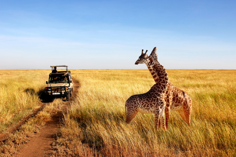 Giraffes in Serengeti National Park (Tanzania).