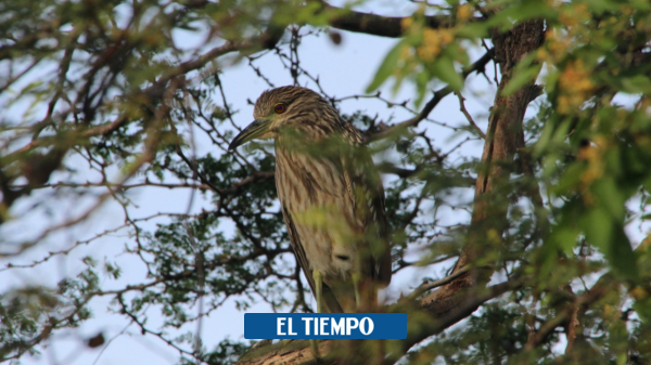 La Guajira is power in bird watching for the Global Big Day