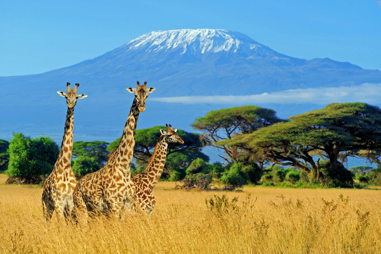 The spectacular Kilimanjaro (image) is one of the...